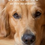 Chadna une chienne golden retriever