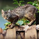 peur des feux d’artifice chez le chat