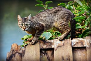 peur des feux d’artifice chez le chat