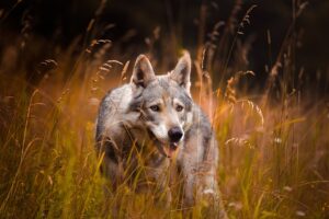 chien loup tchécoslovaque