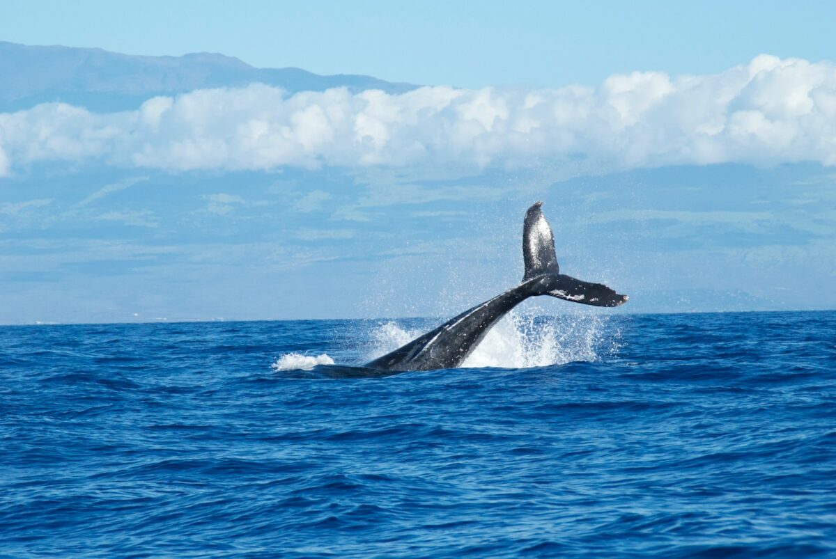 Où observer la migration des baleines ?