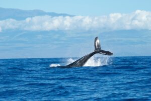 la migration des baleines