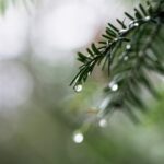 Conseils efficaces sur comment et quand tailler le sapin