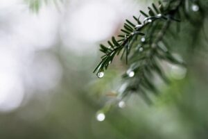 Conseils efficaces sur comment et quand tailler le sapin