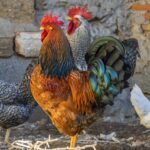 Top 5 des meilleurs vermifuges pour poules : Avis et recommandations