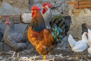 Top 5 des meilleurs vermifuges pour poules : Avis et recommandations