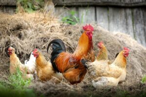 poules et friandises