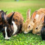 Gale du lapin : causes, symptômes et traitements efficaces