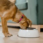 Top des croquettes pour chien