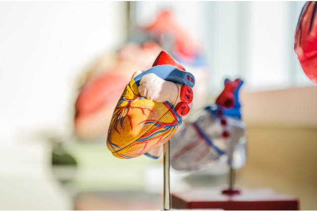 maladies cardiovasculaires