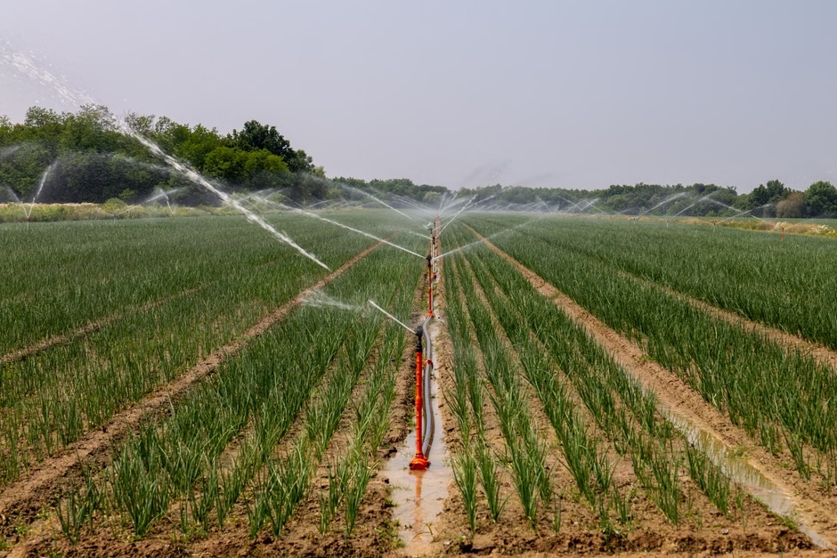 Champ agricole avec système d'irrigation de précision pour le pilotage par sonde capacitive